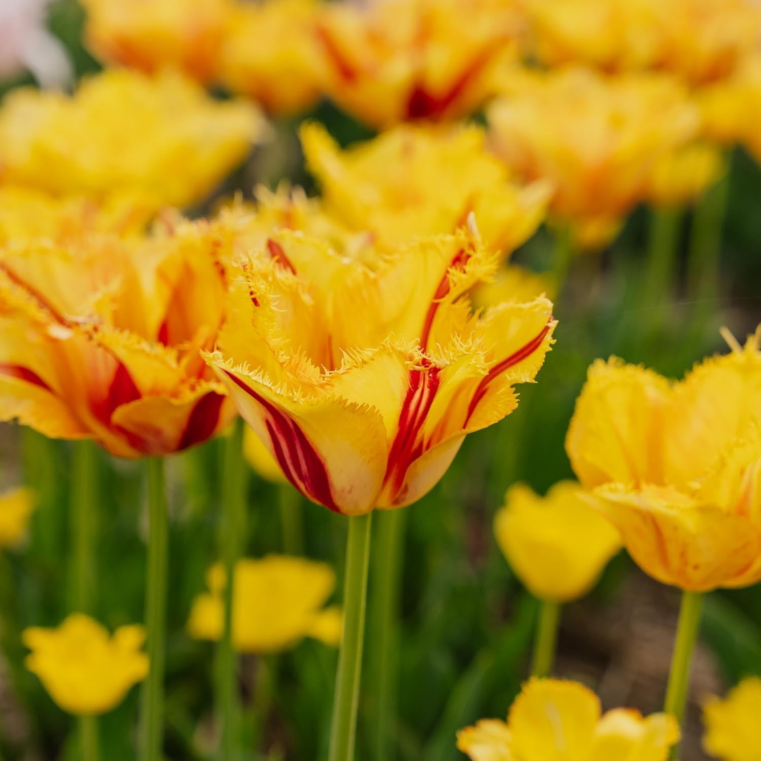 Tulp 'Party Clown'