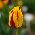 Tulp 'Party Clown'