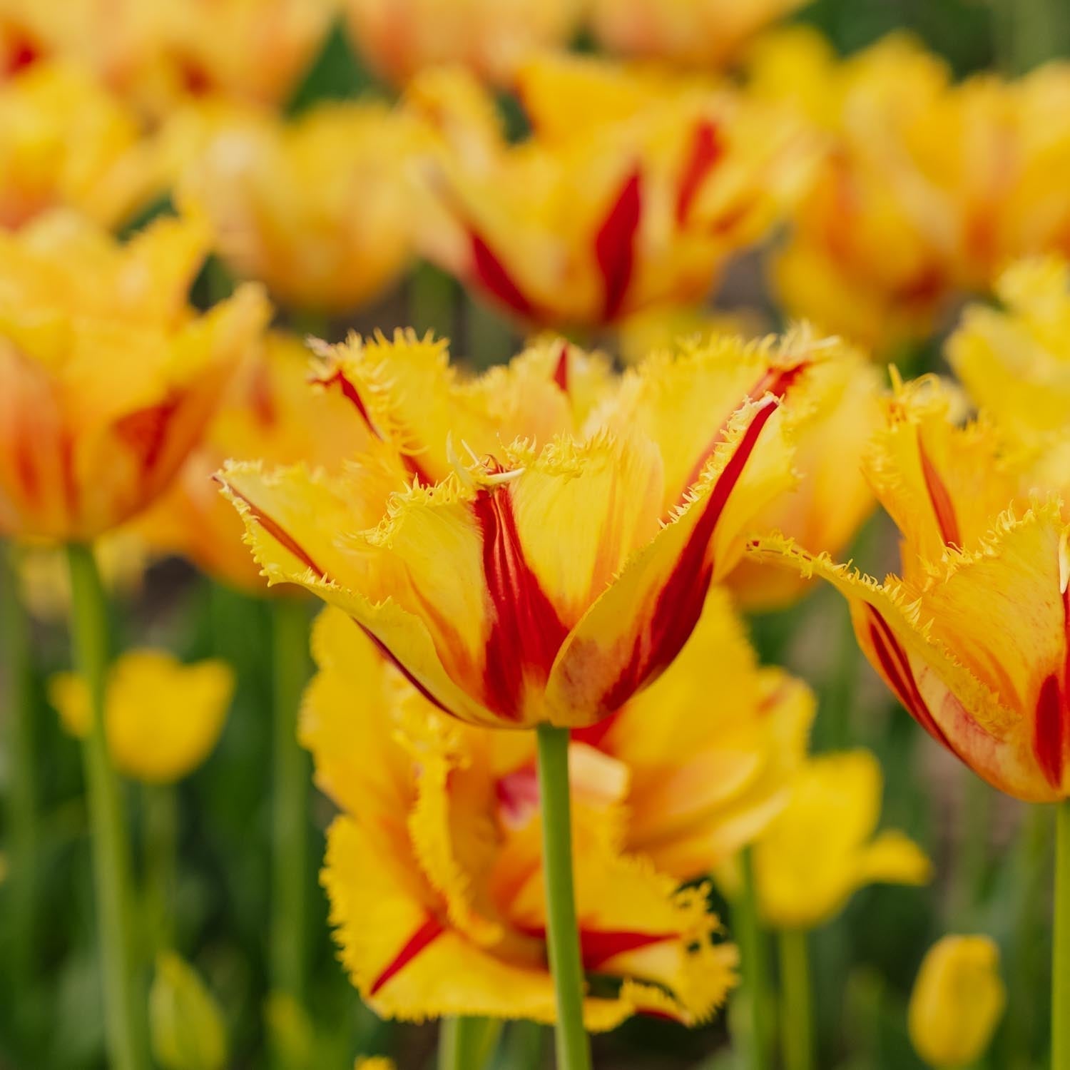Tulp 'Party Clown'