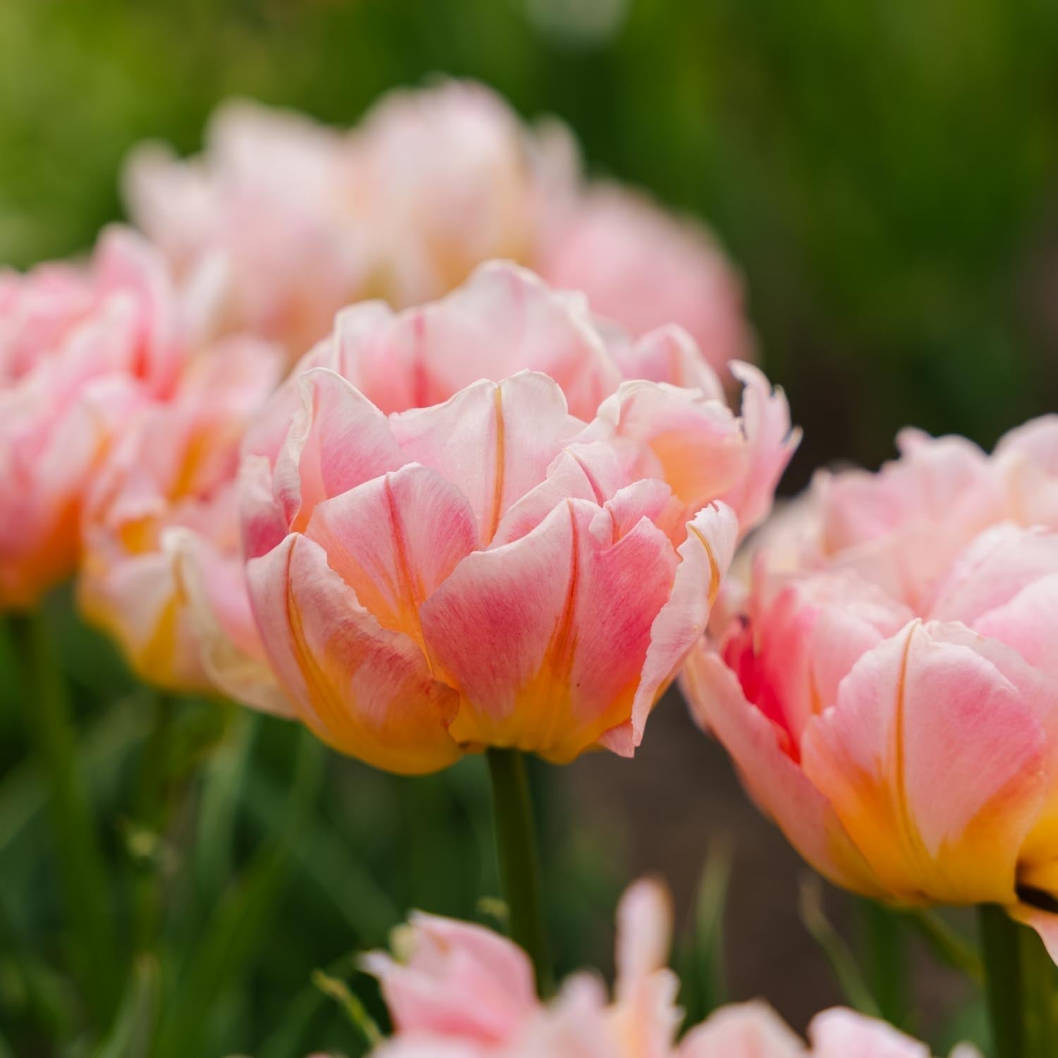 Tulp 'Password'