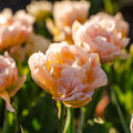 Tulp 'Password'