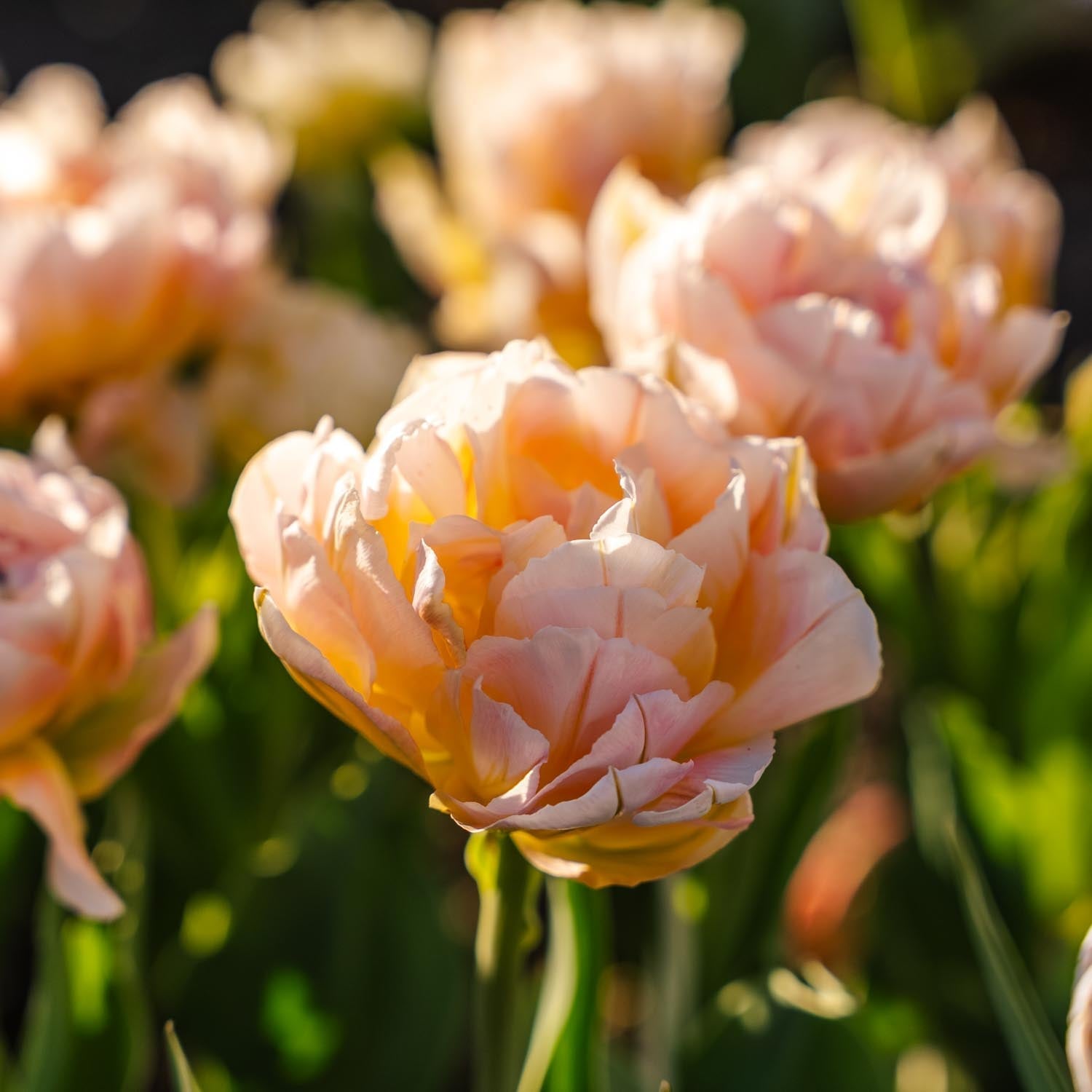 Tulp 'Password'