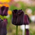 Tulp 'Paul Scherer'