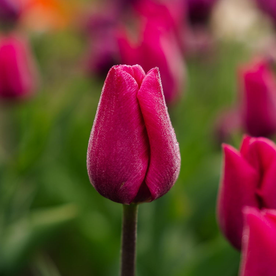 Tulp 'Pink Ardour'