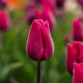 Tulp 'Pink Ardour'