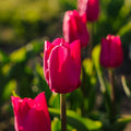 Tulp 'Pink Ardour'