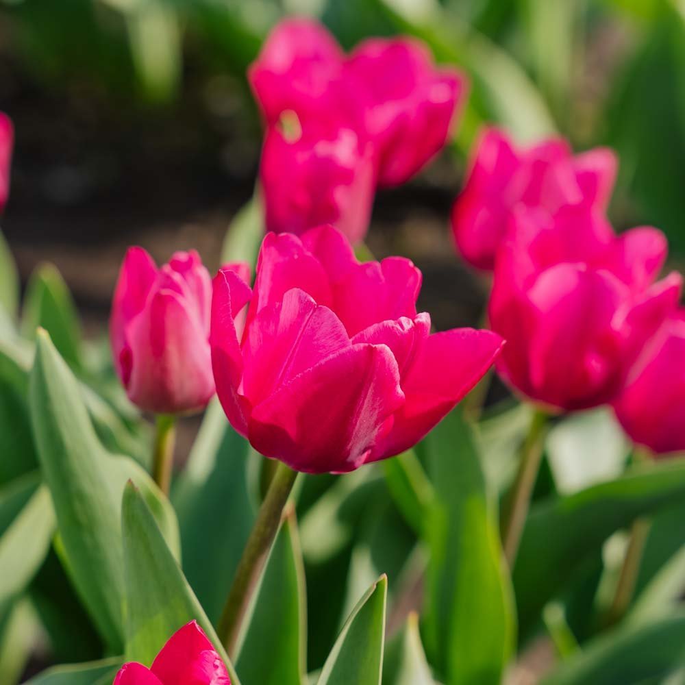 Tulp 'Pink Ardour'