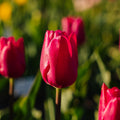 Tulp 'Pink Ardour'