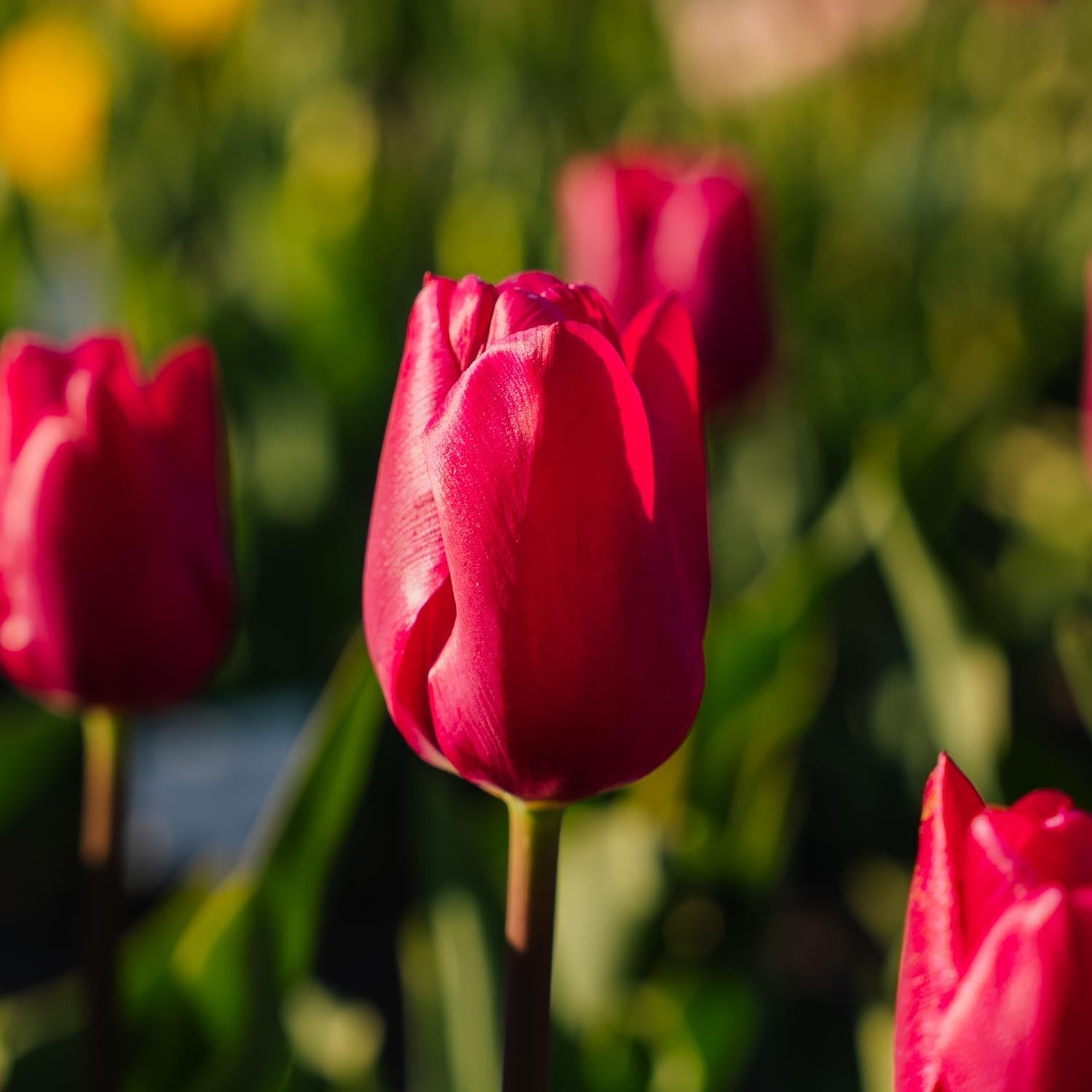 Tulp 'Pink Ardour'