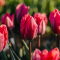 Tulp 'Pretty Princess'
