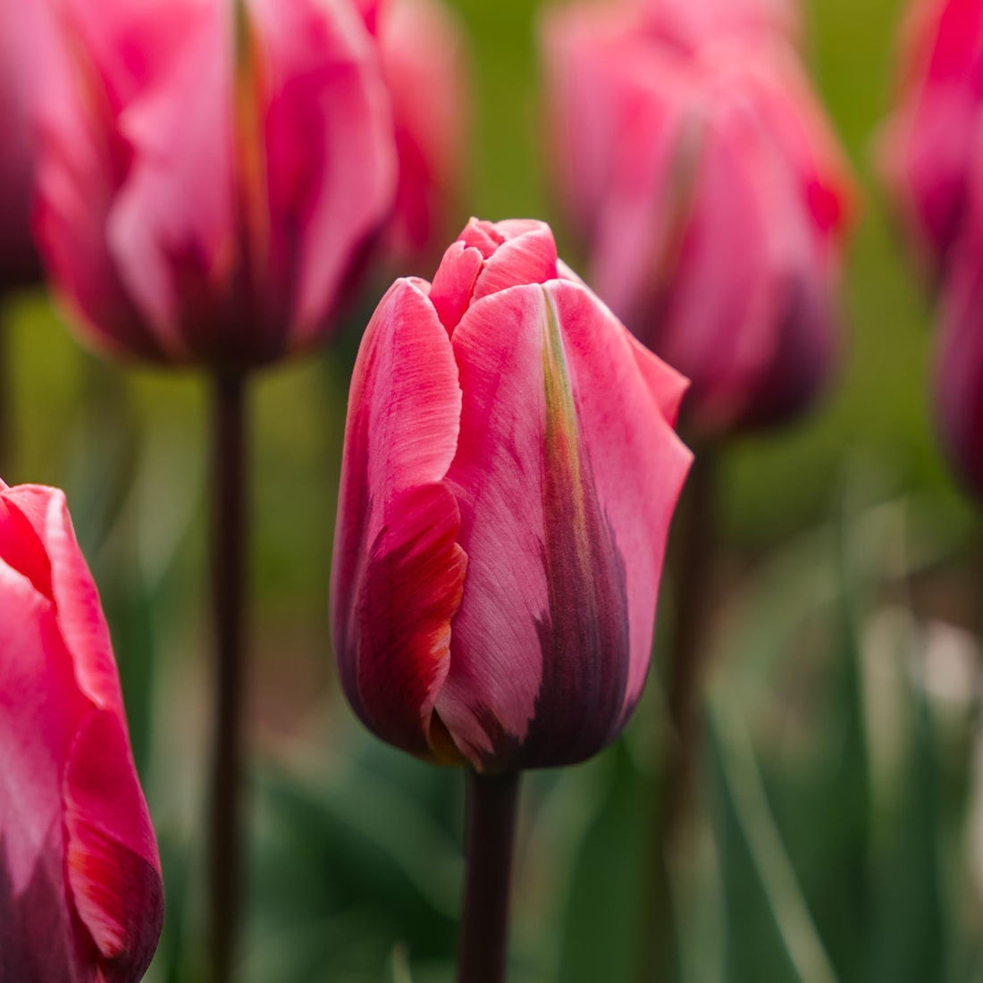 Tulp 'Pretty Princess'