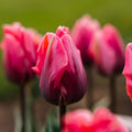 Tulp 'Pretty Princess'