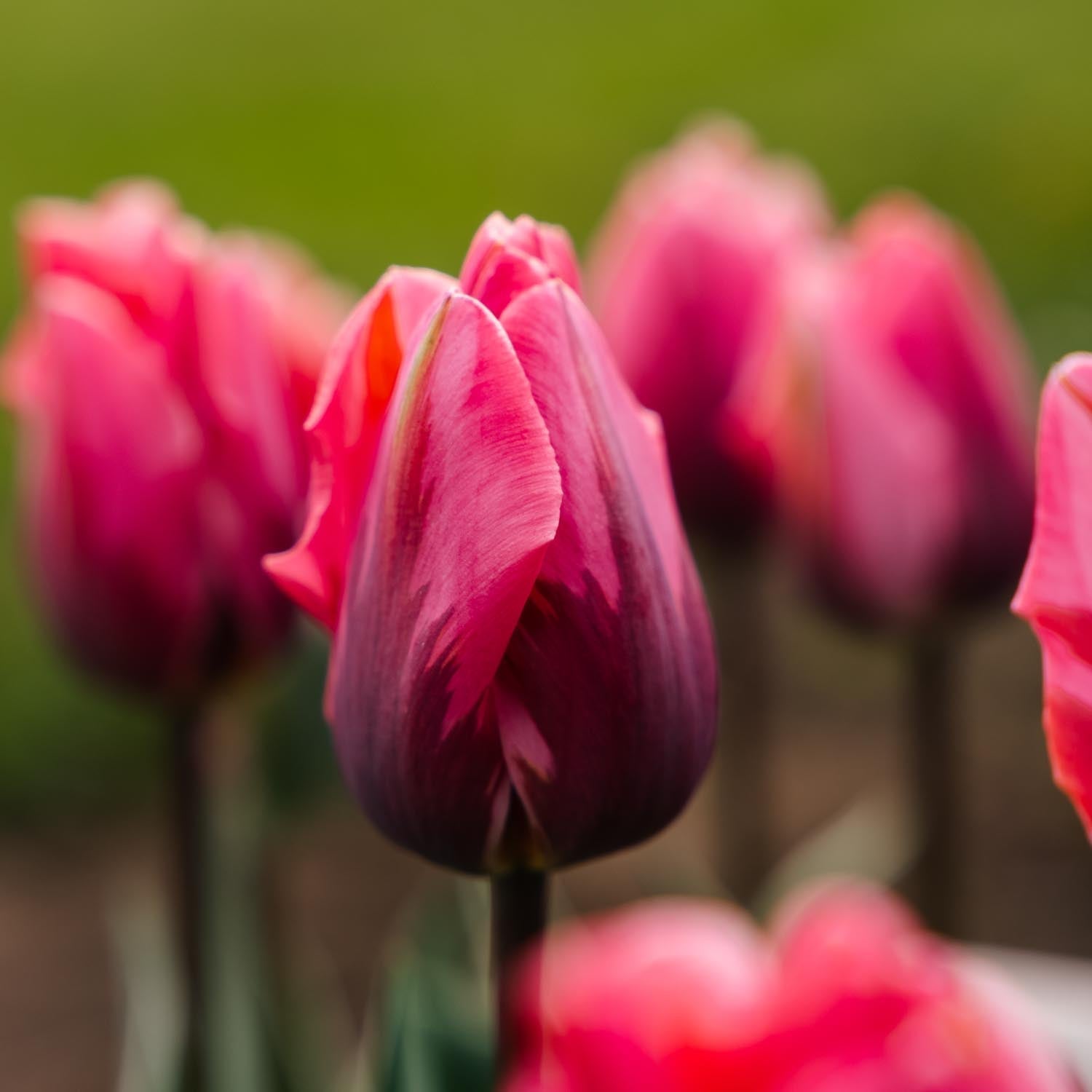 Tulp 'Pretty Princess'