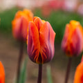 Tulp 'Princess Irene'