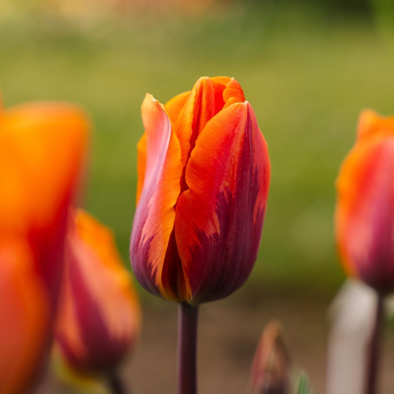 Tulp 'Princess Irene'