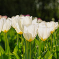 Tulp 'Purissima'