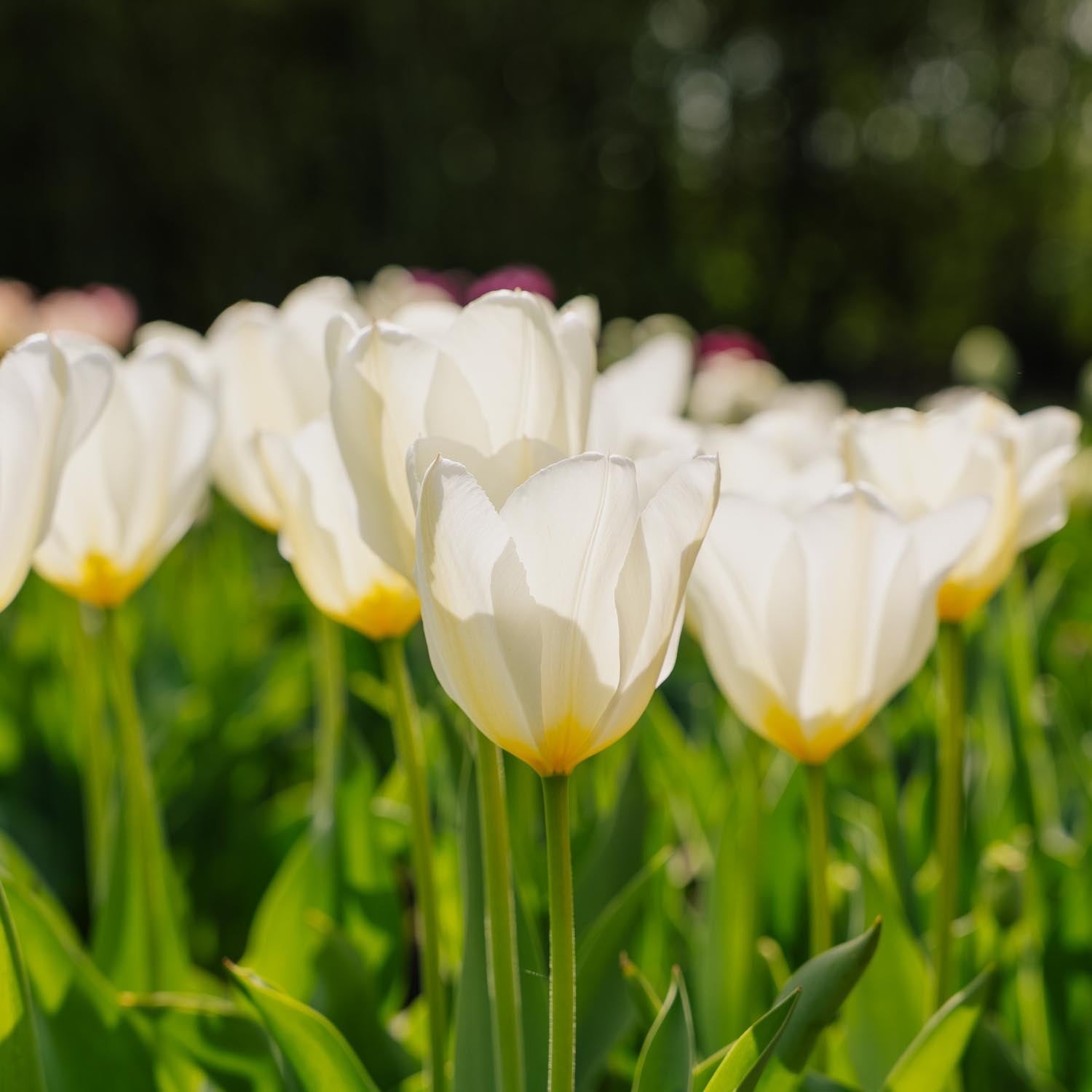 Tulp 'Purissima'