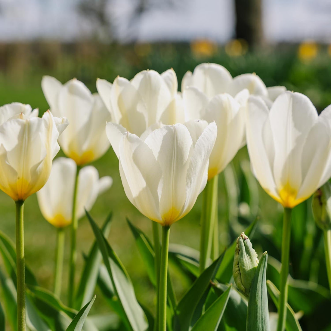 Tulp 'Purissima'