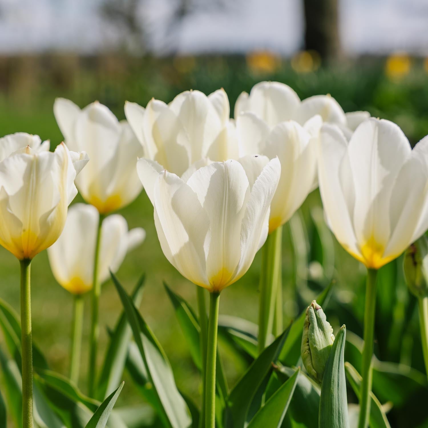 Tulp 'Purissima'