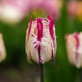 Tulp 'Purple Circus'