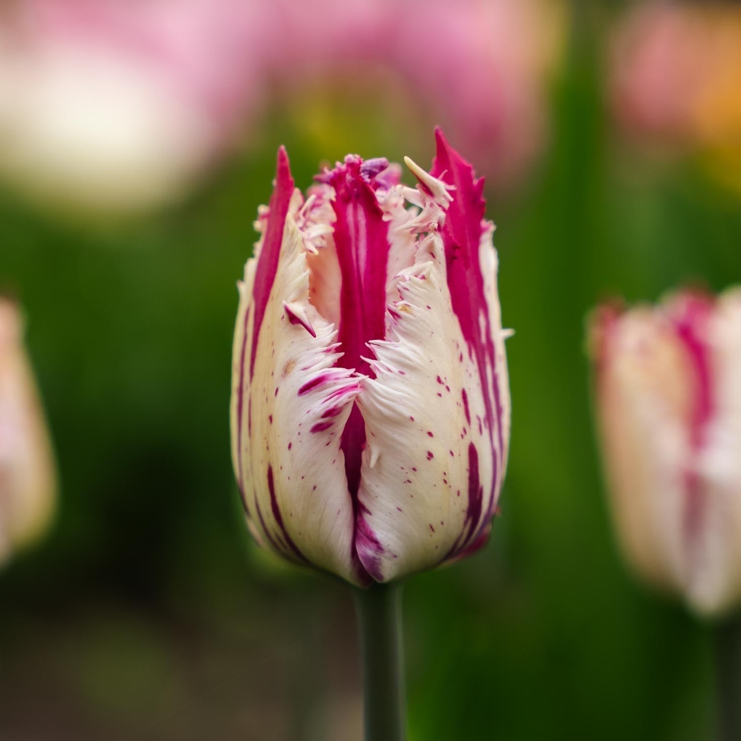 Tulp 'Purple Circus'