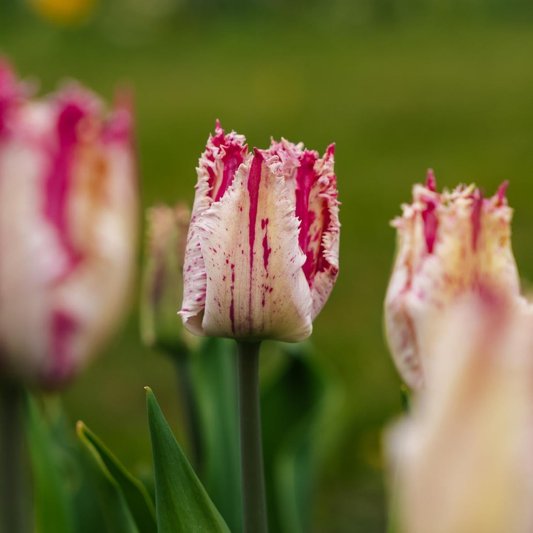 Tulp 'Purple Circus'