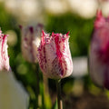 Tulp 'Purple Circus'
