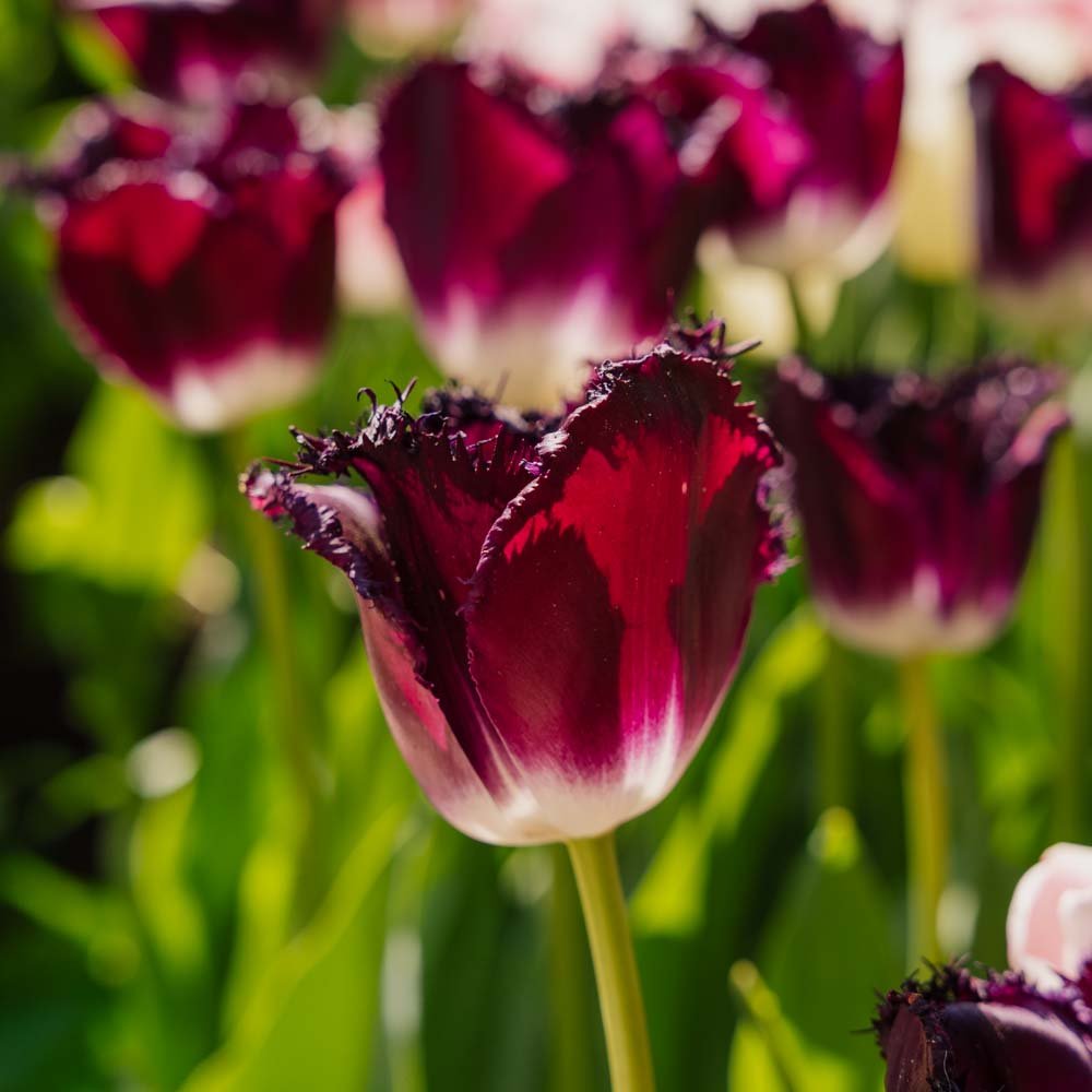 Tulp 'Purple Crystal'