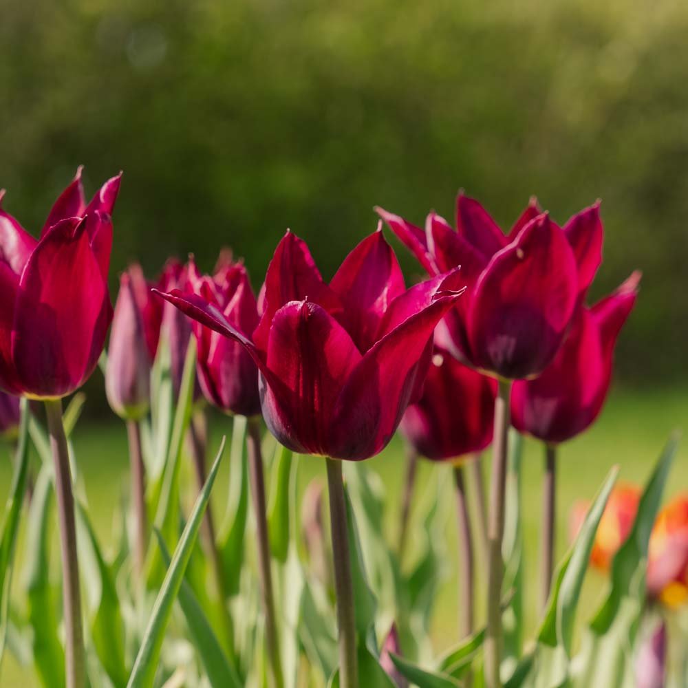 Tulp 'Purple Heart'
