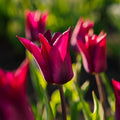 Tulp 'Purple Heart'