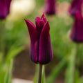 Tulp 'Purple Heart'