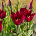 Tulp 'Purple Heart'