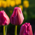Tulp 'Purple Pride'