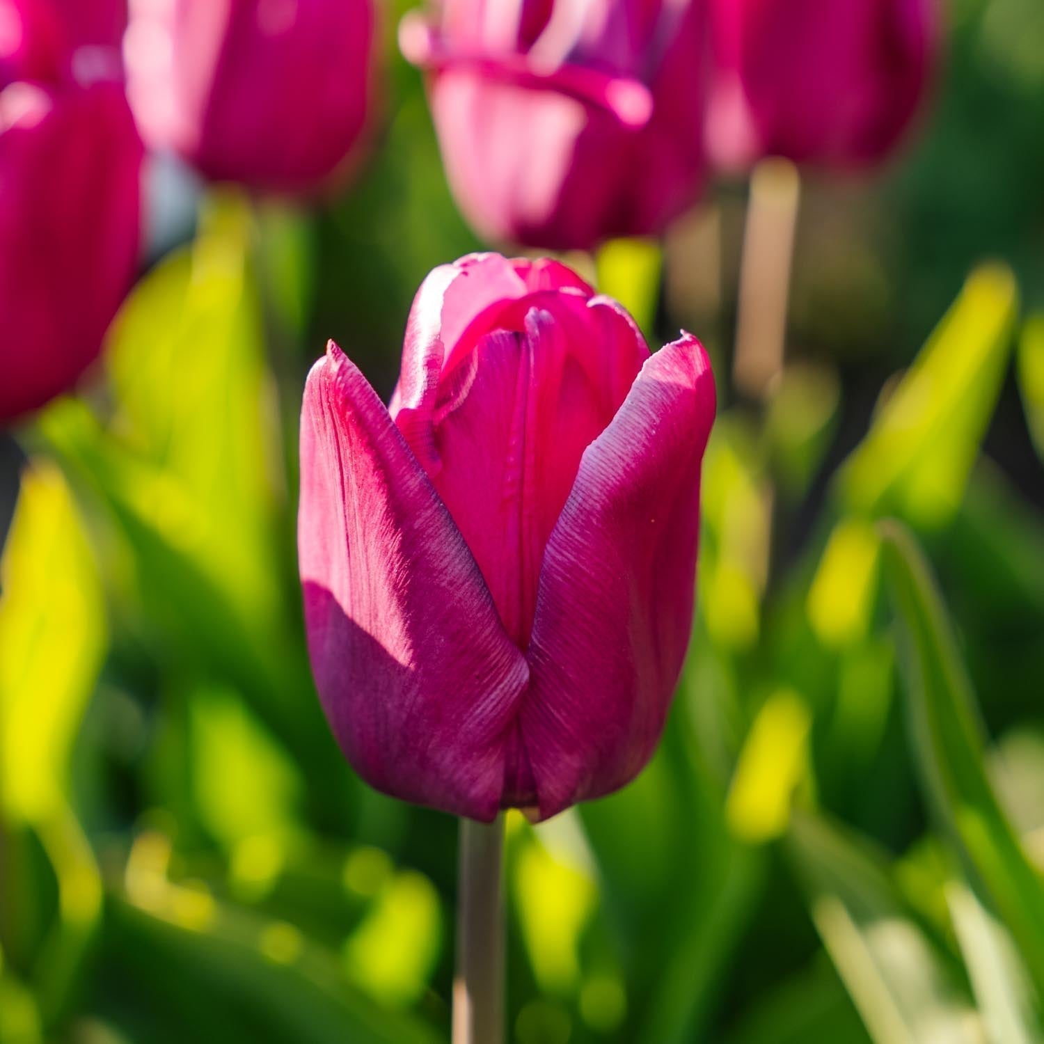 Tulp 'Purple Prince'