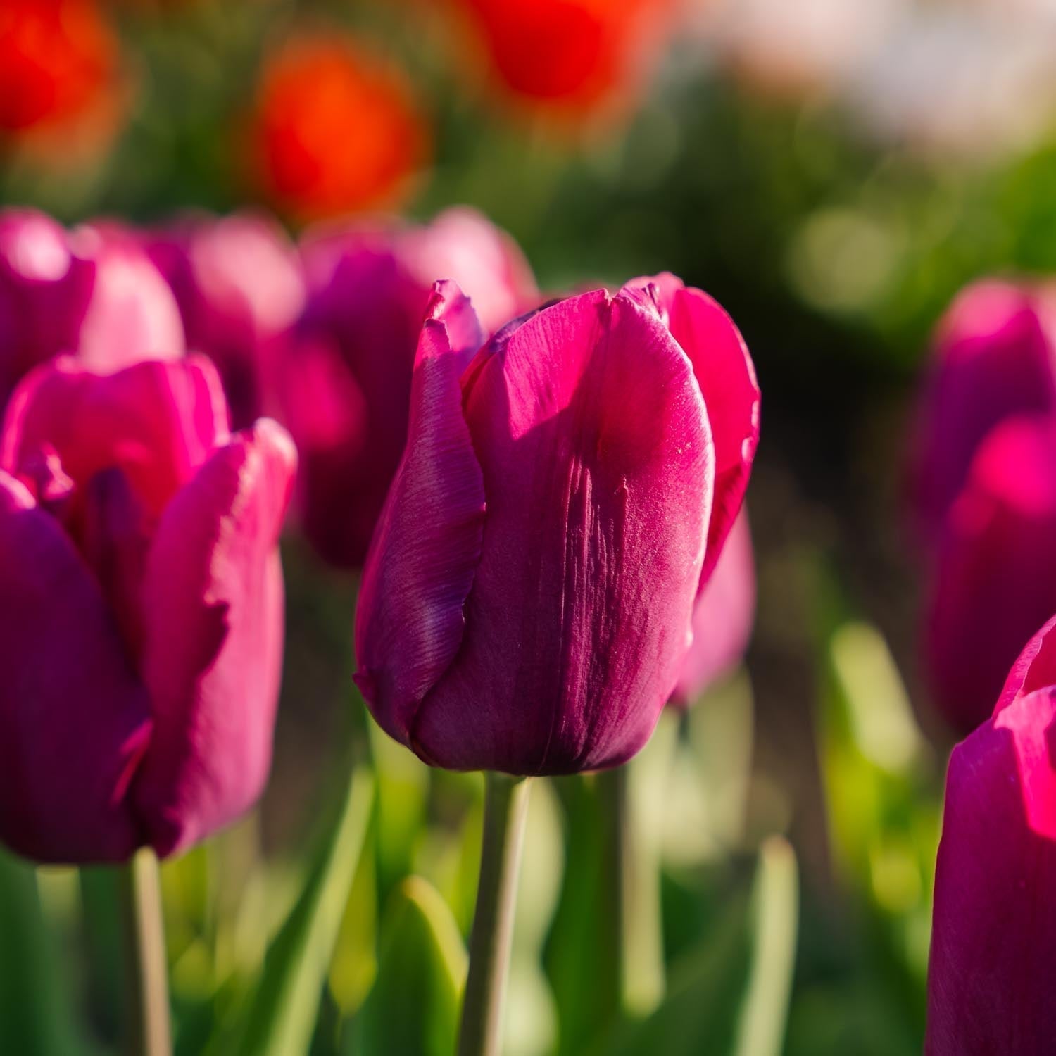 Tulp 'Purple Prince'