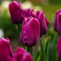Tulp 'Purple Prince'