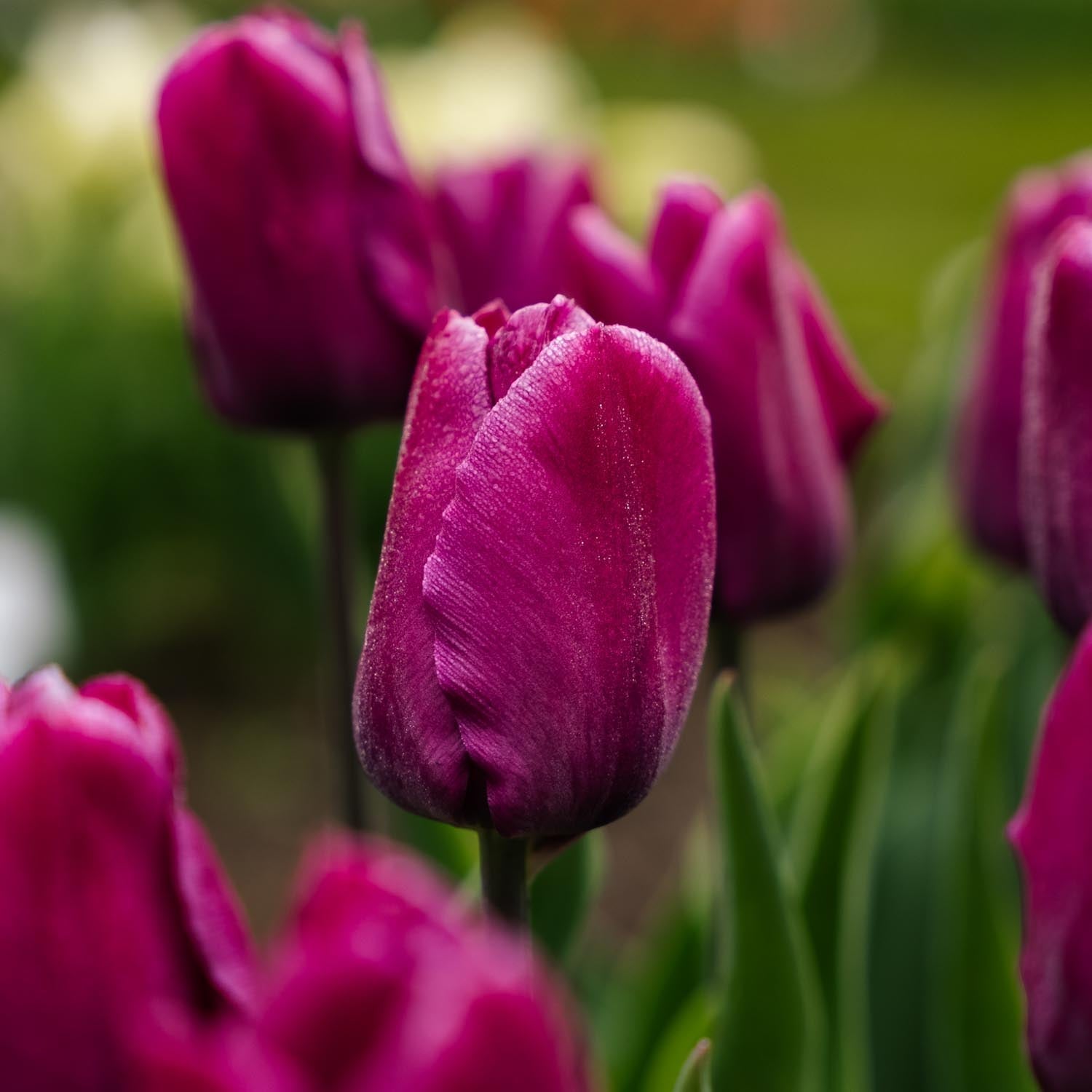 Tulp 'Purple Prince'