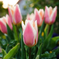 Tulp 'Quebec'