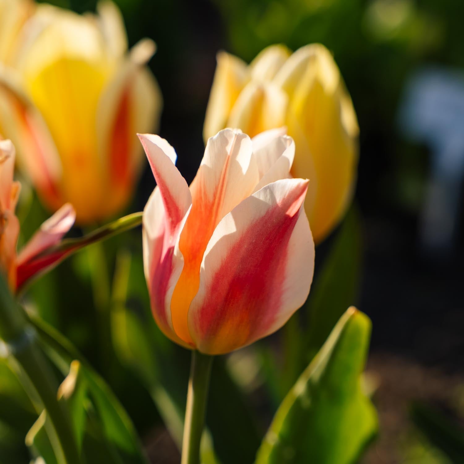 Tulp 'Quebec'