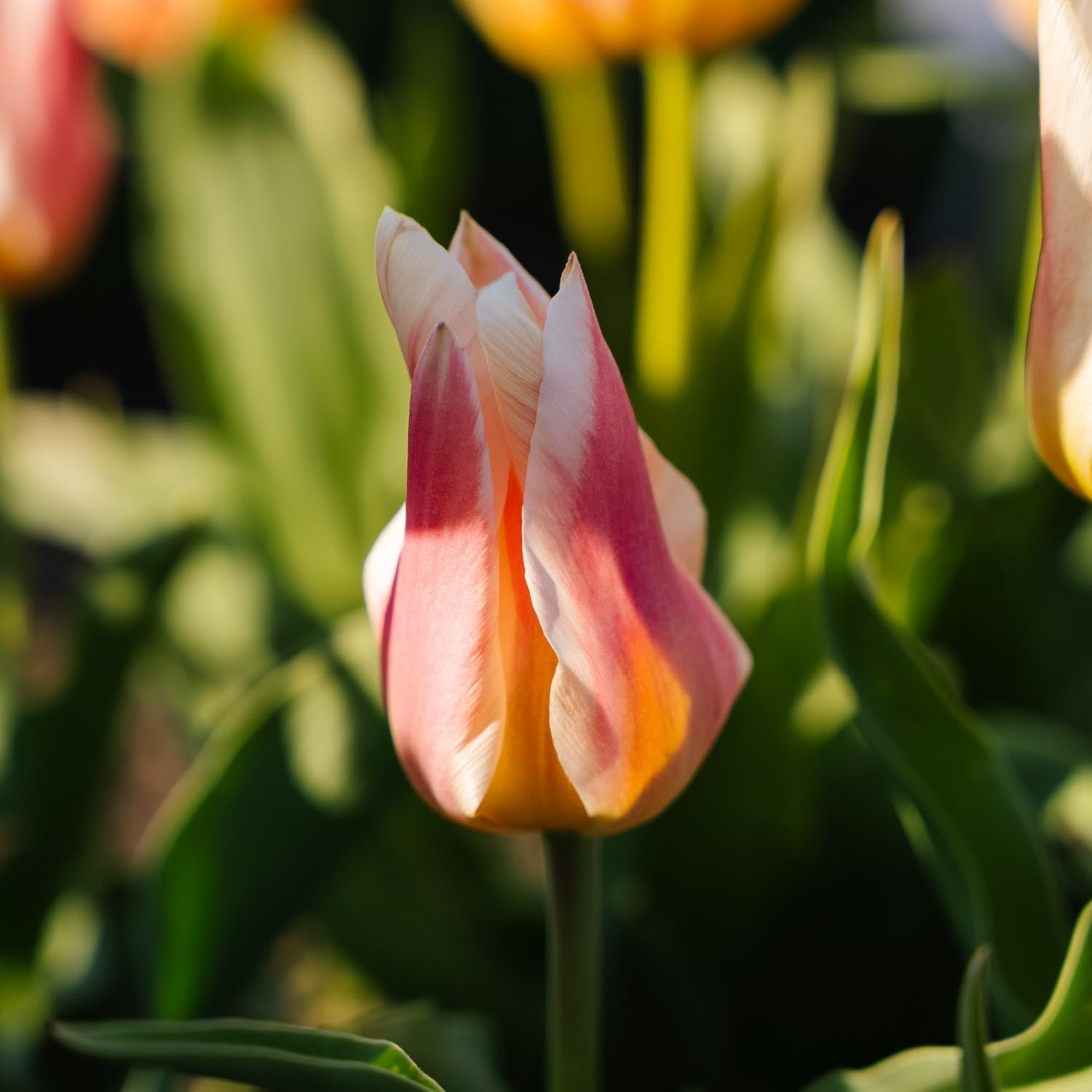 Tulp 'Quebec'