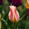 Tulp 'Quebec'