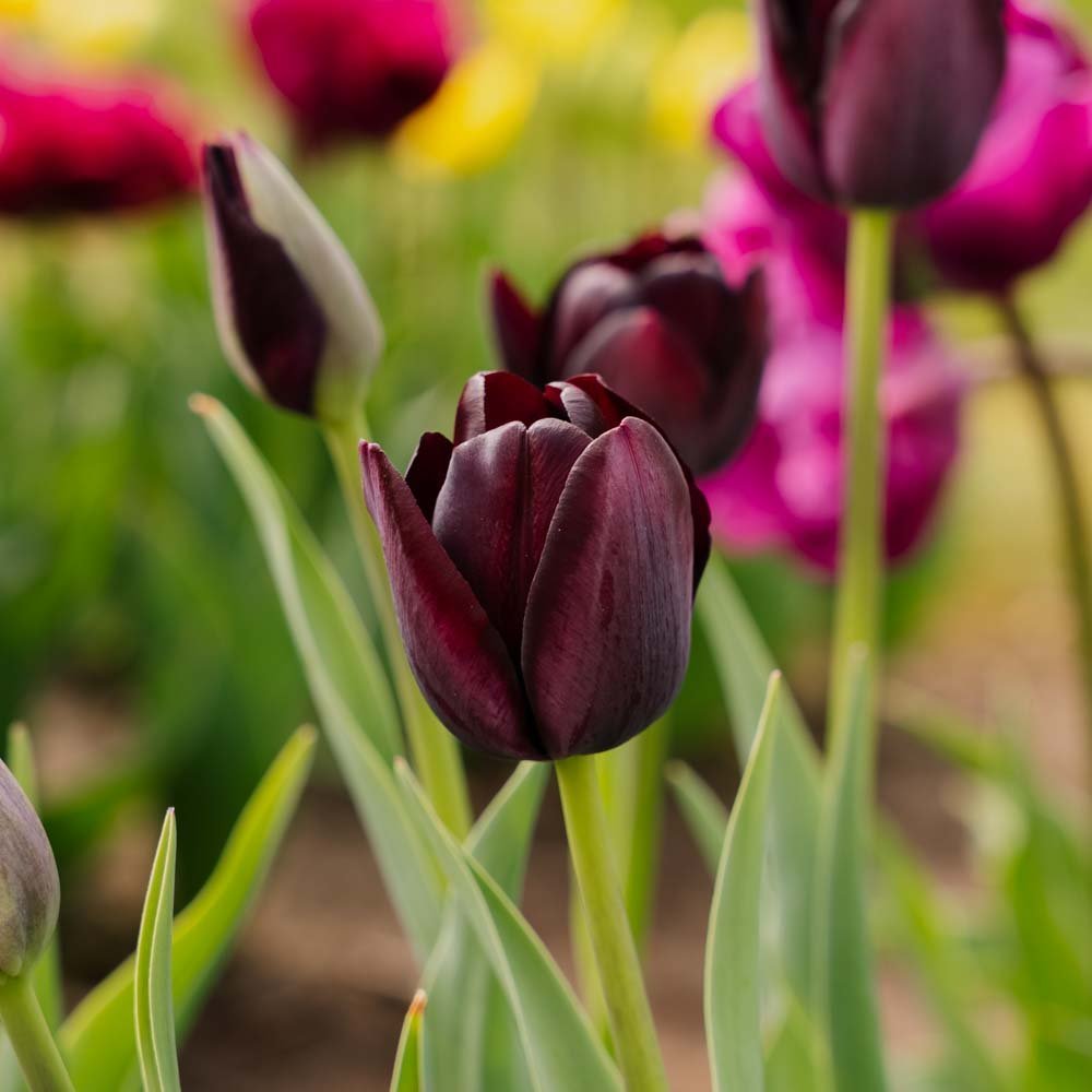Tulp 'Queen Of Night'