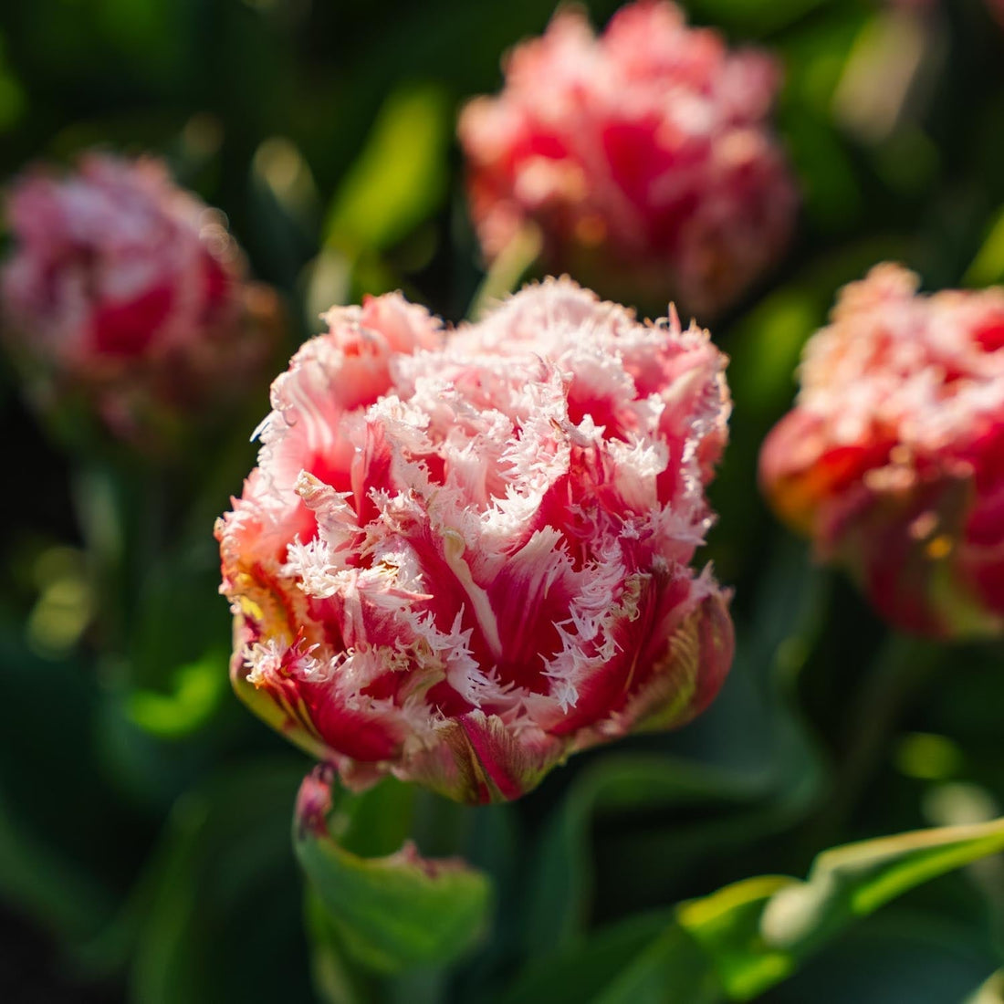 Tulp 'Queensland'