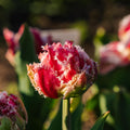 Tulp 'Queensland'