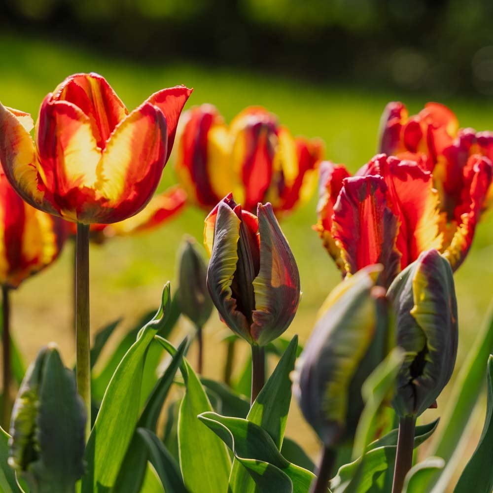 Tulp 'Rasta Parrot'