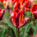 Tulp 'Rasta Parrot'