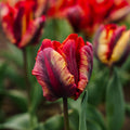 Tulp 'Rasta Parrot'