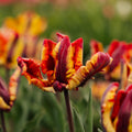 Tulp 'Rasta Parrot'