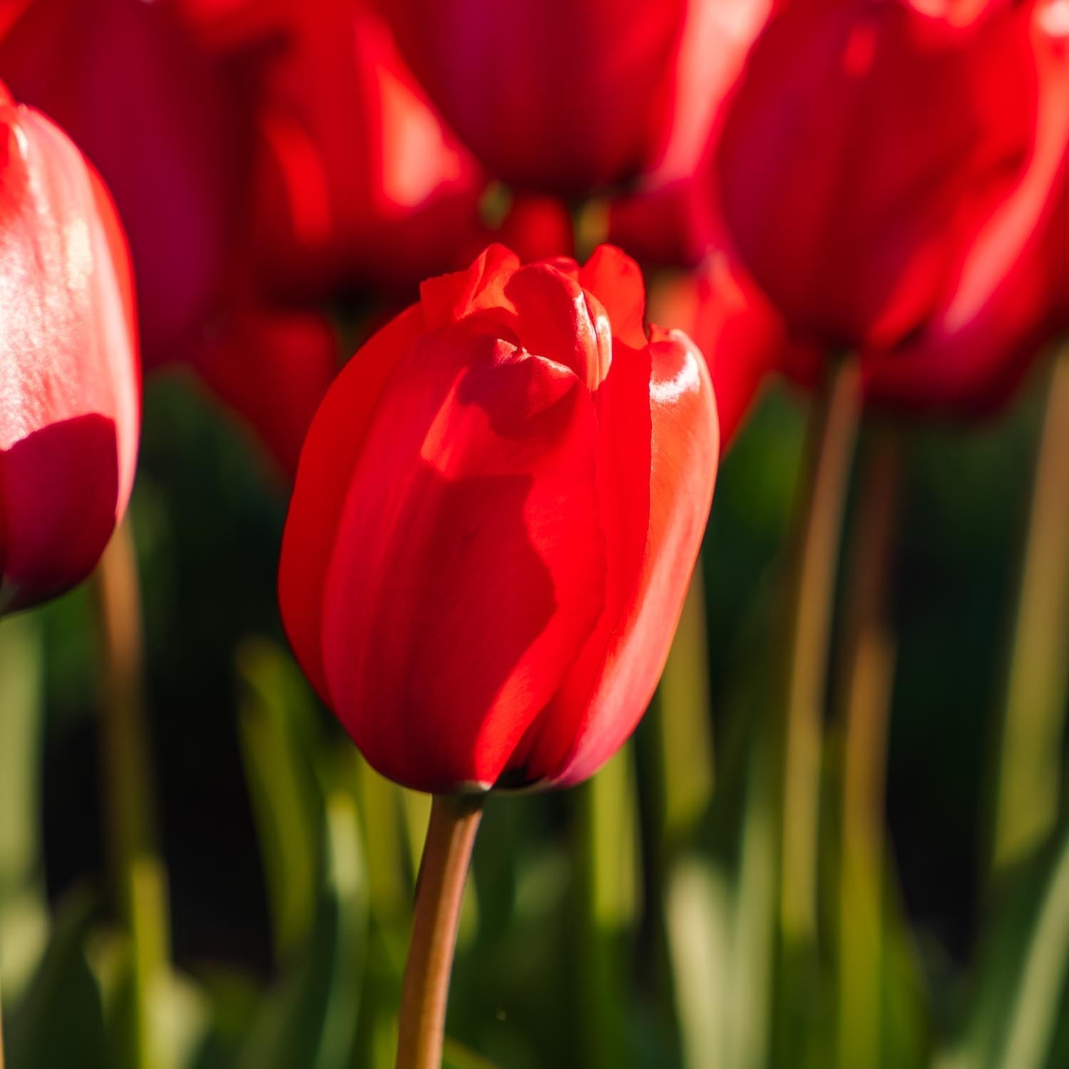 Tulp 'Red Impression'
