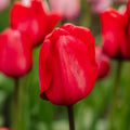 Tulp 'Red Impression'